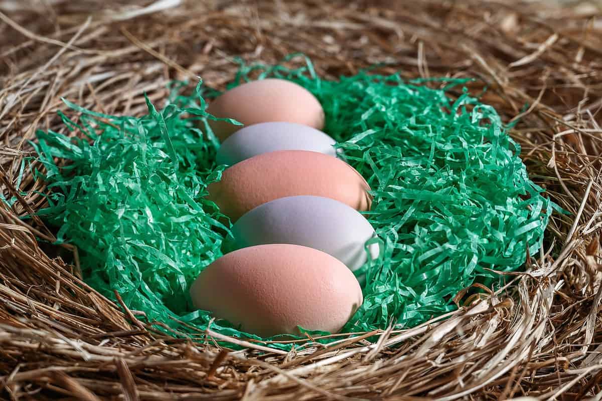 beautiful-bird-eggs