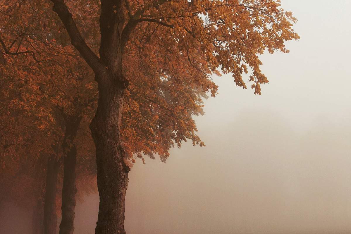 árbol en otoño