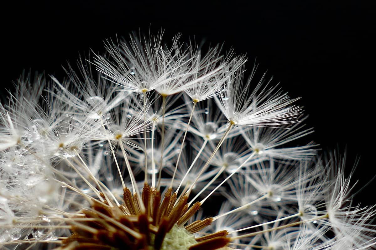 flor velha murcha