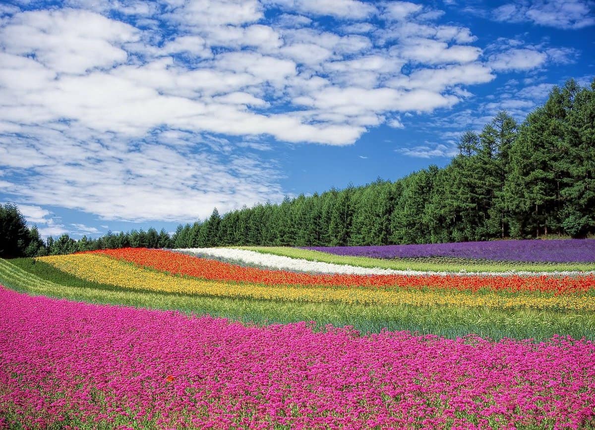 campo de flores