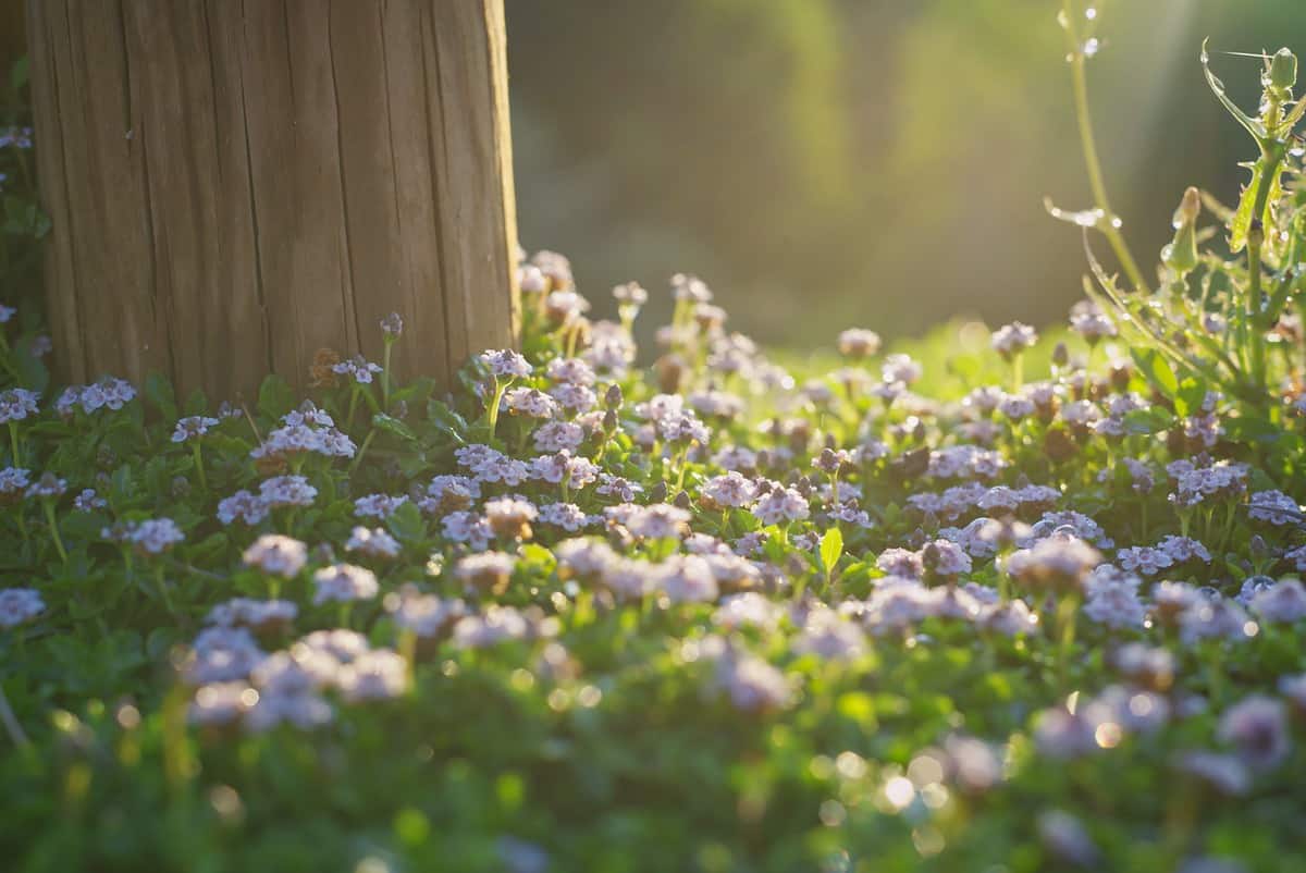 森-花-木