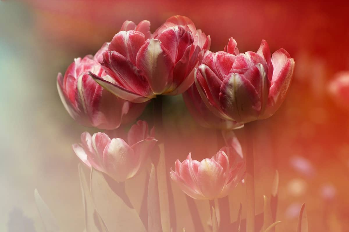 tulips-valentines-love