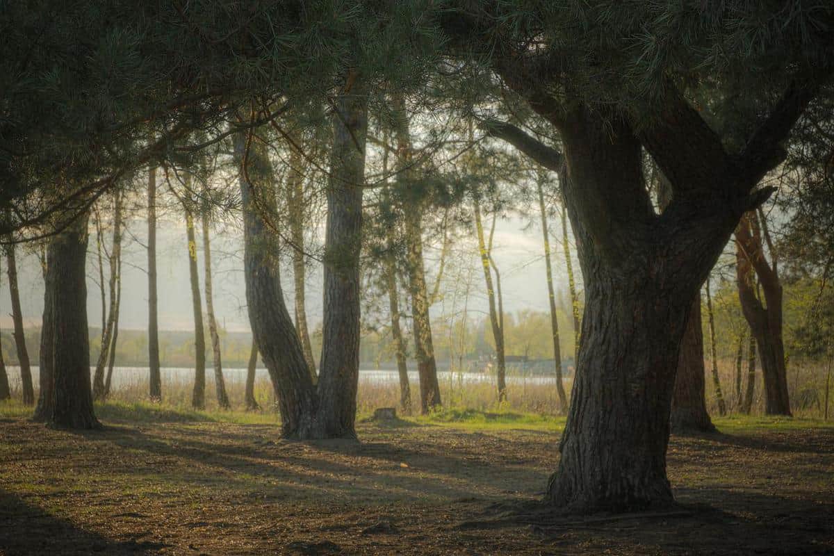 beautiful-nature-woods