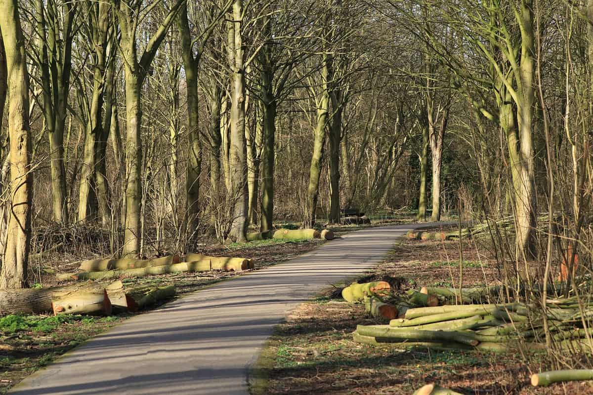 woods-road-nature