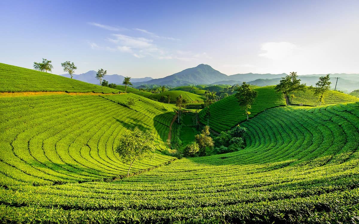 bela paisagem verde