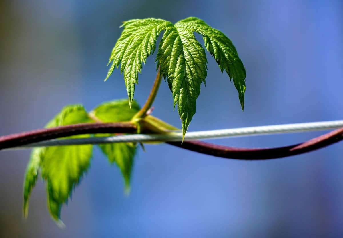 緑の植物栽培