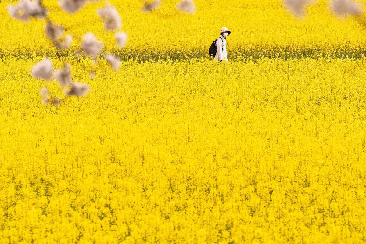 campos de flores