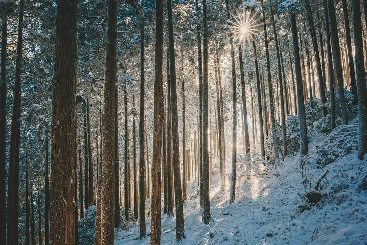 tree-branches-sun