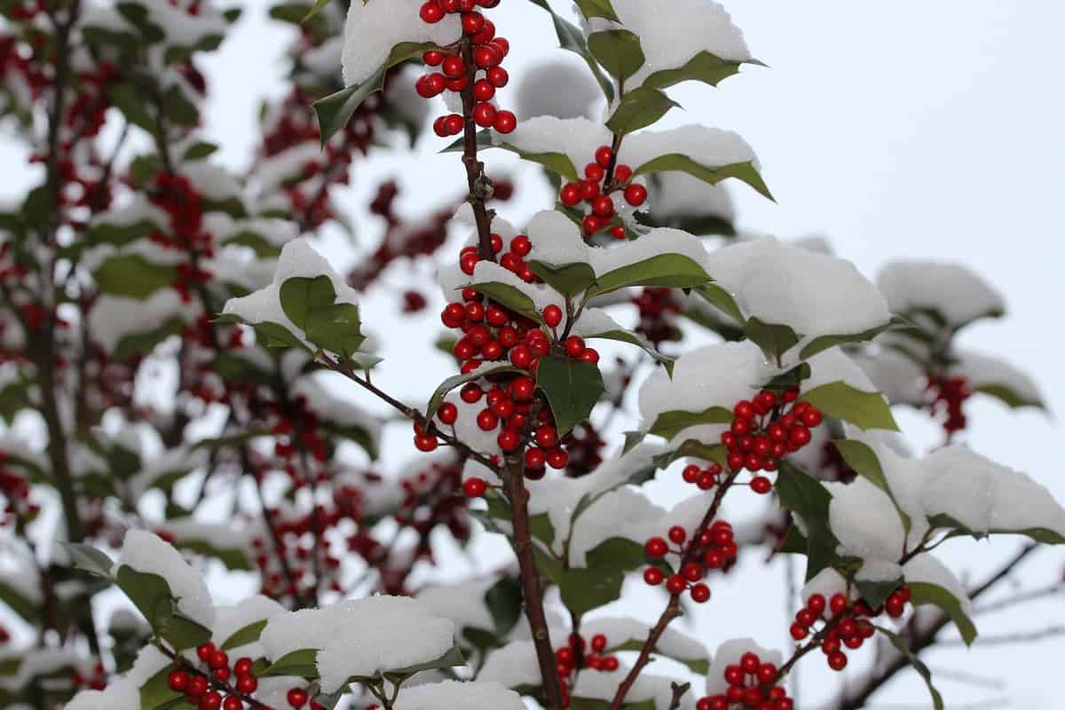 red-berries-winter