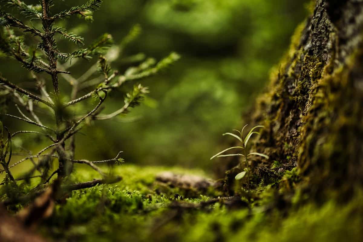 nature-green-pants