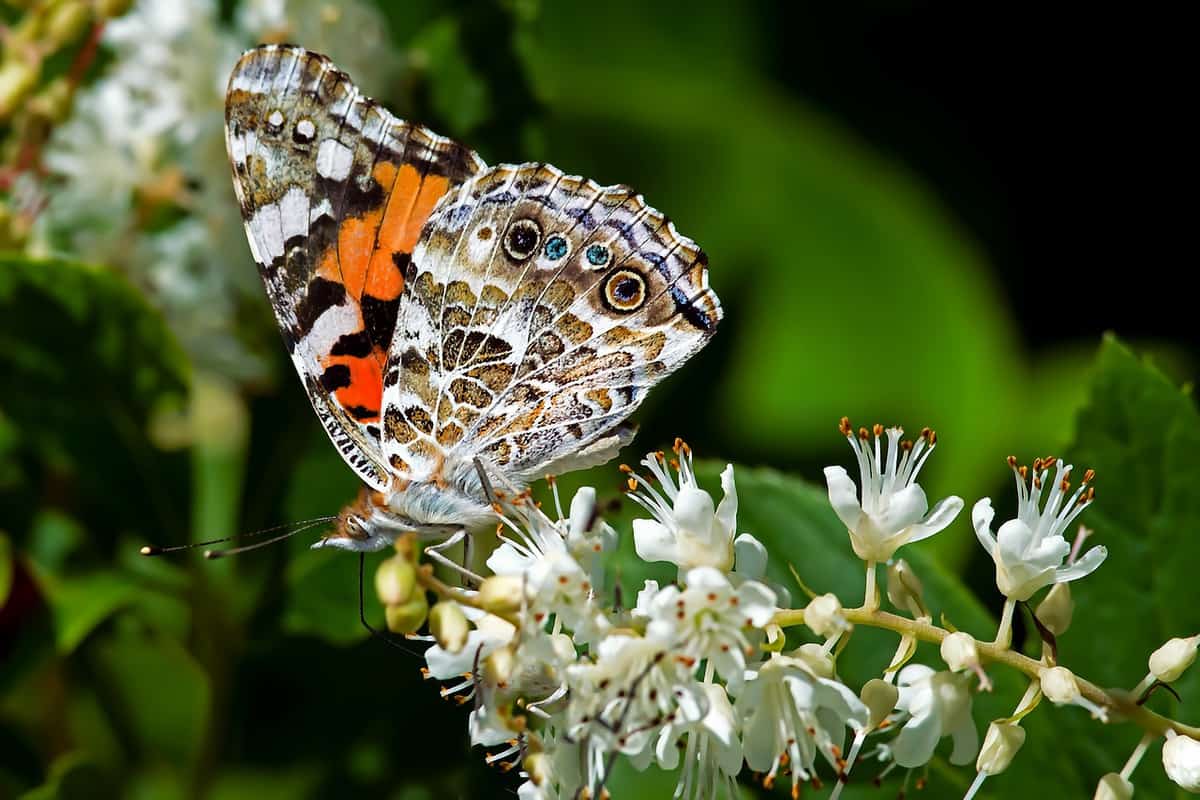 bellissimi insetti-farfalla