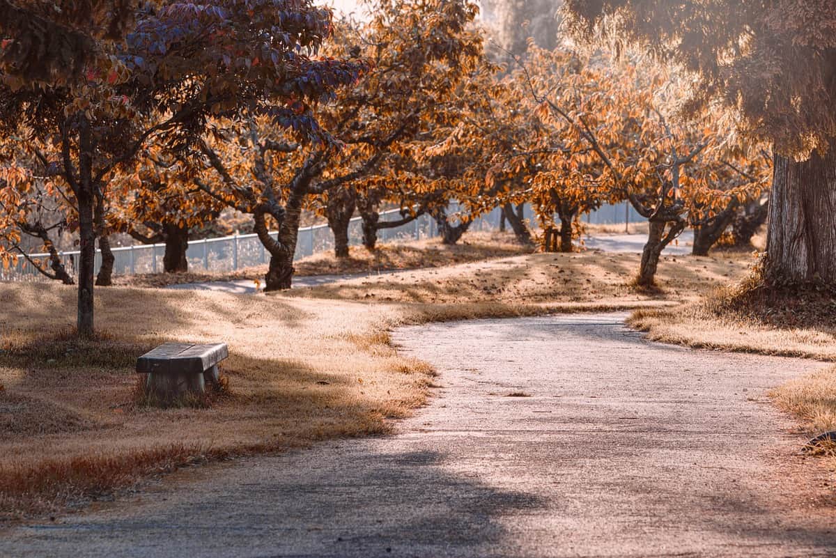 autumn-leaves-park