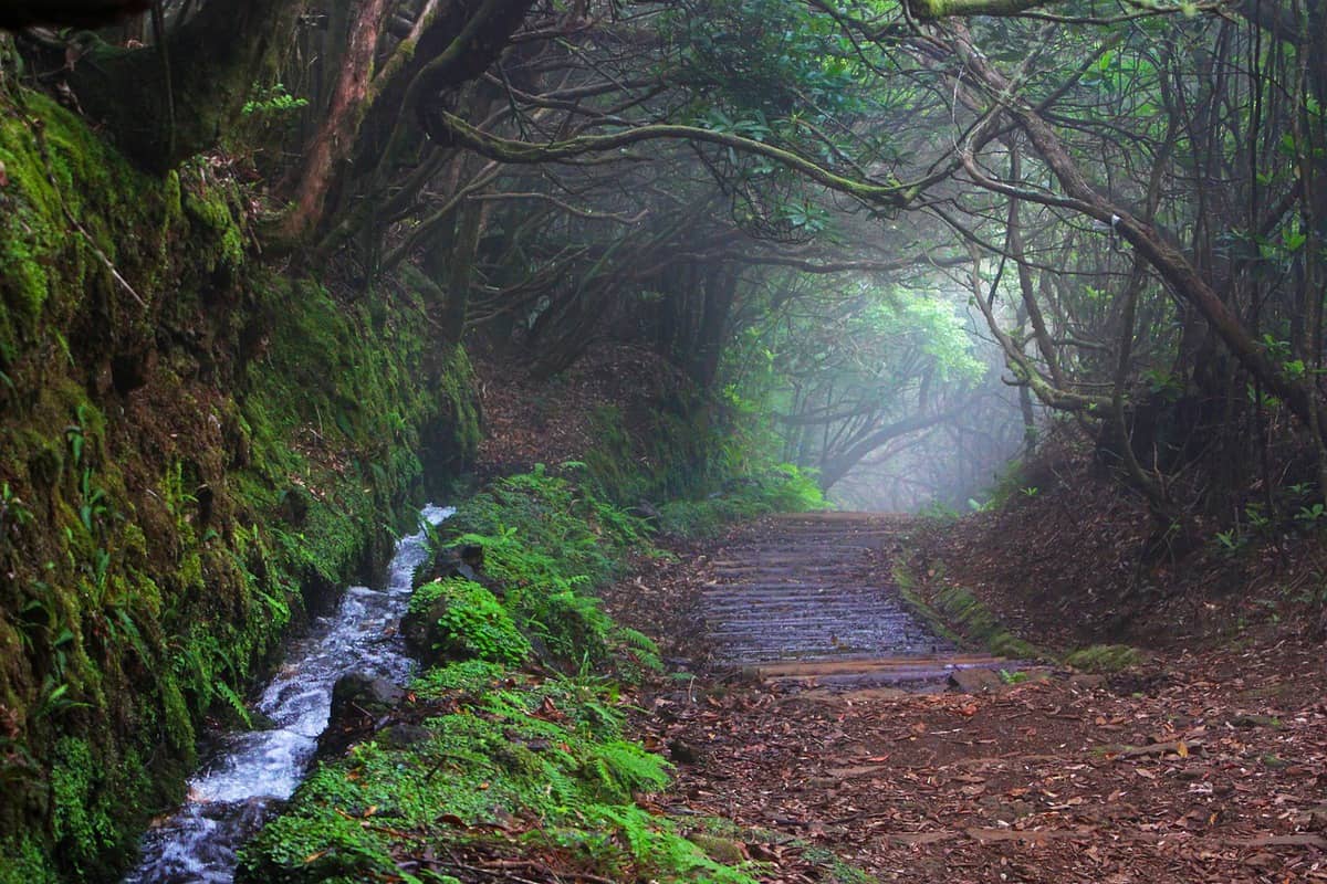 forest-path-woods