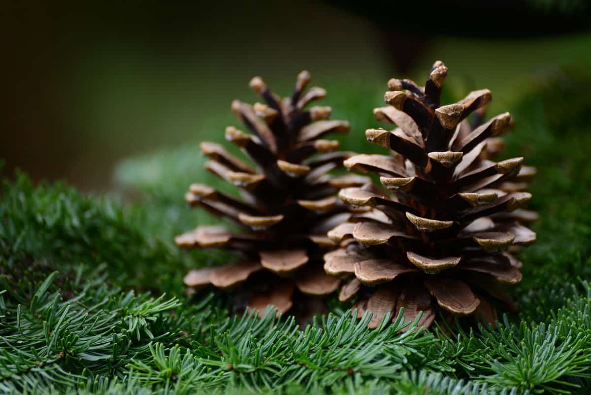 green-nature-pine