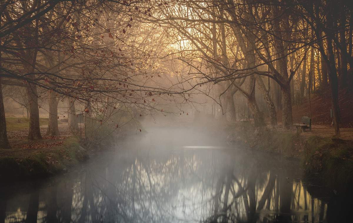 river-branches-beautiful