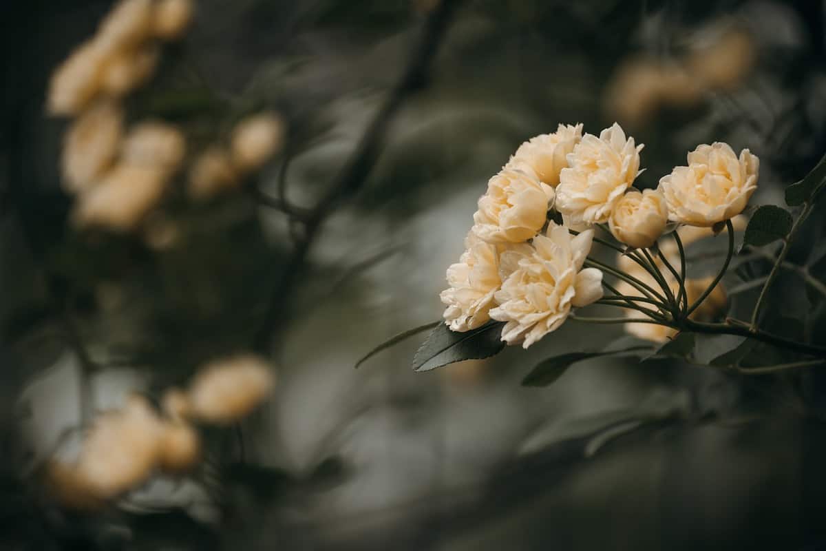 beautiful-white-roses