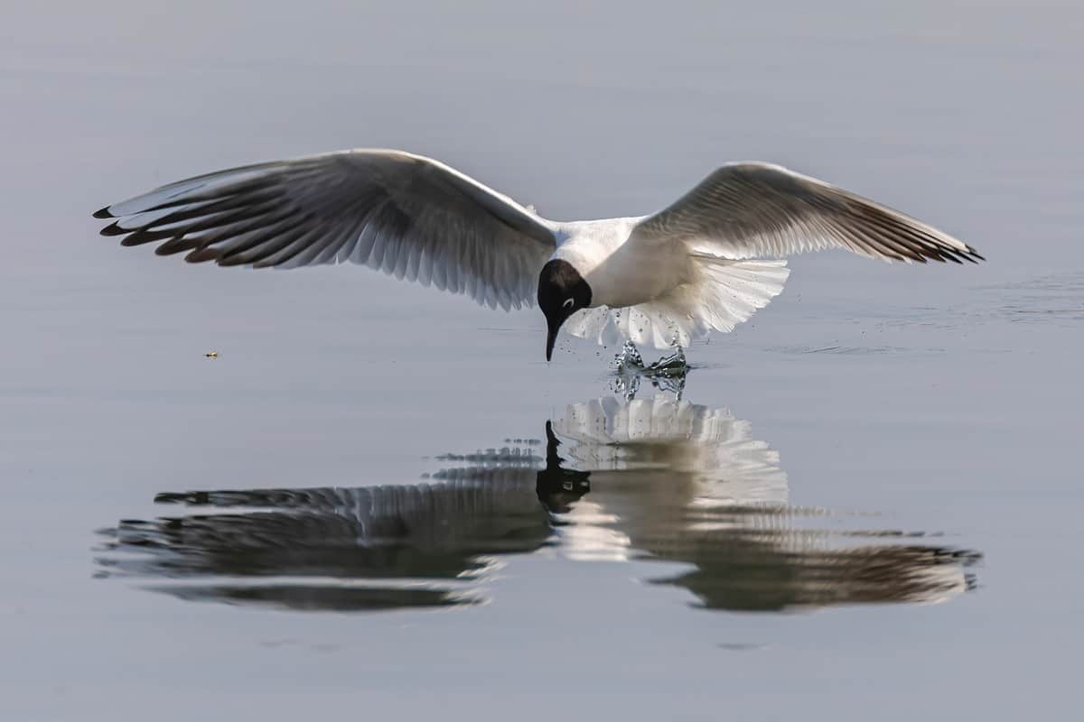 鳥の反射水