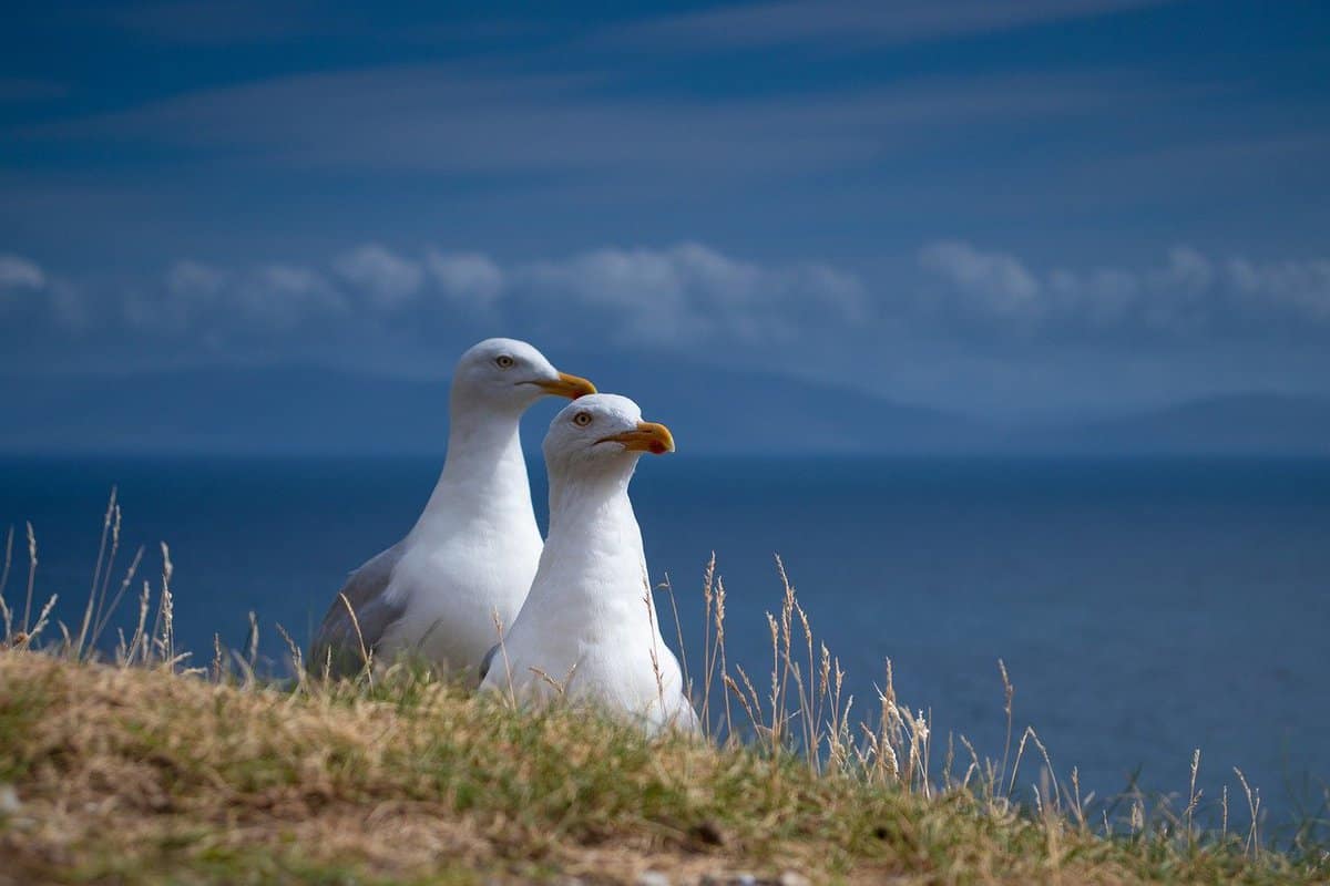 two-seagull-birds