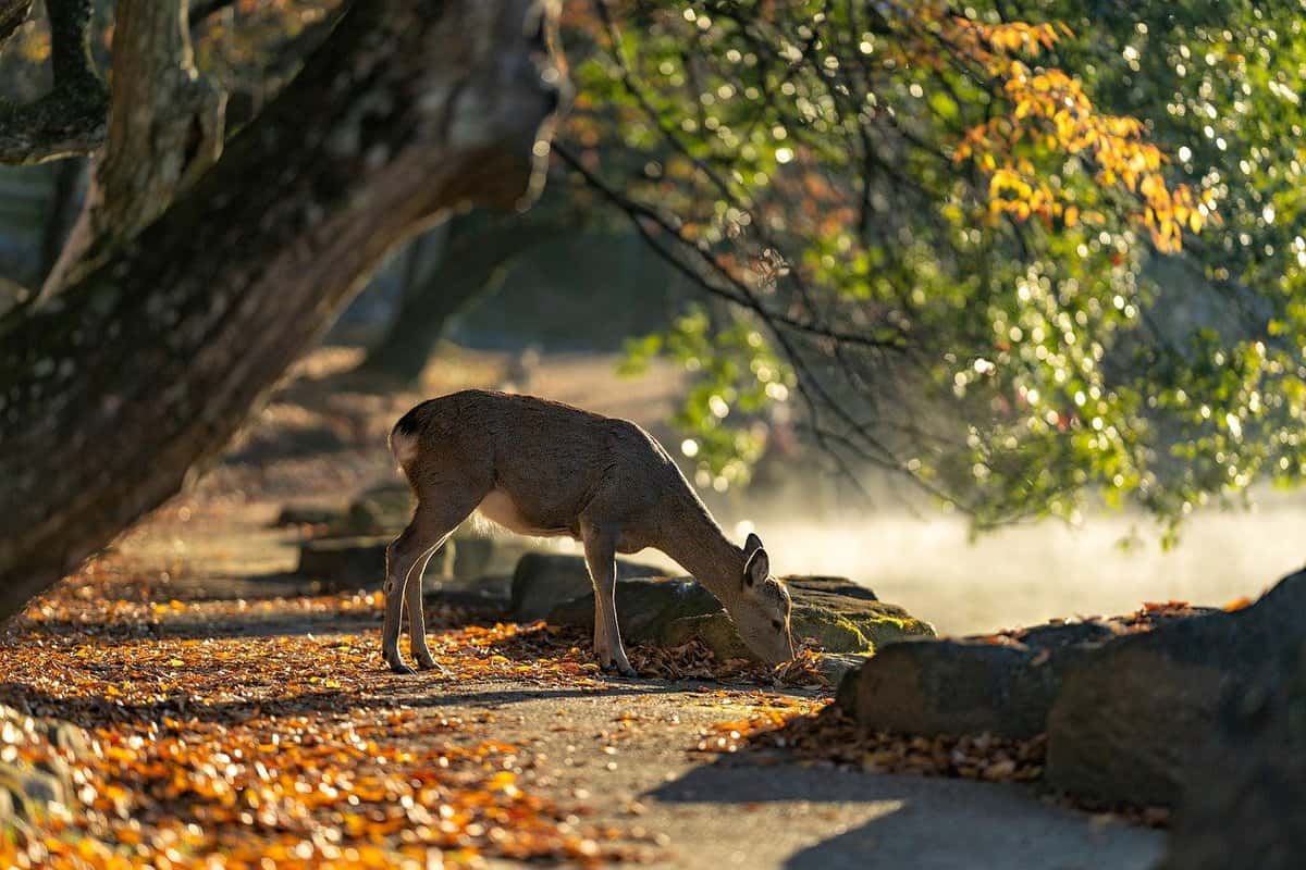 bosque-animal-ciervo