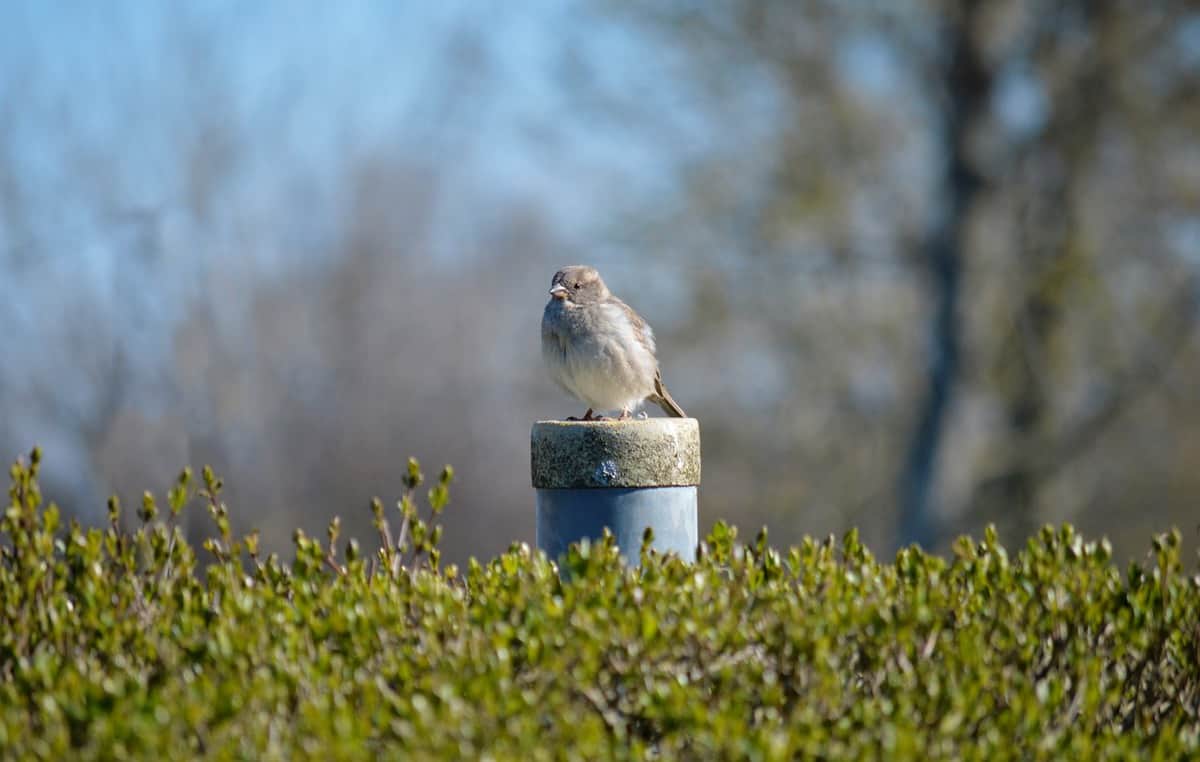 harbinger-of-spring