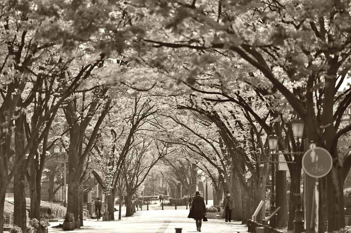 forest-path-woman