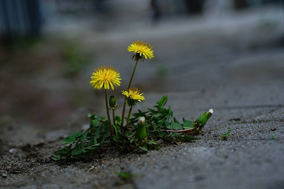 fiori in fiore-giallo