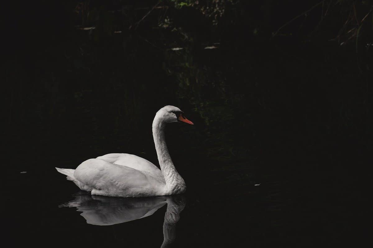 dark-photo-bird