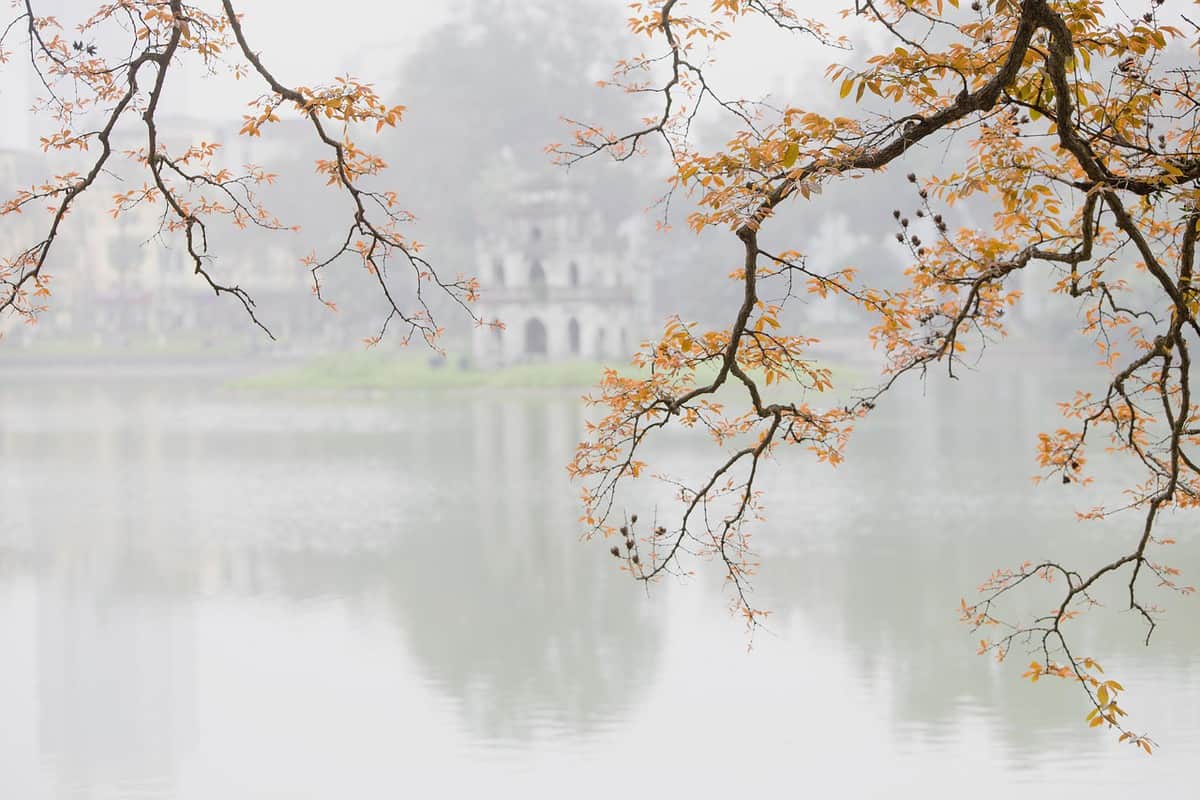 lake-mist-branches