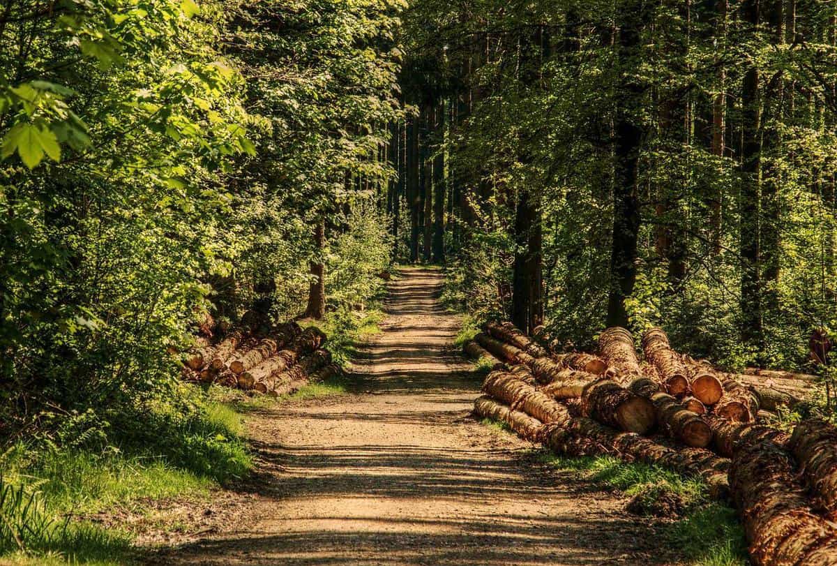 bosques-hojas-verdes