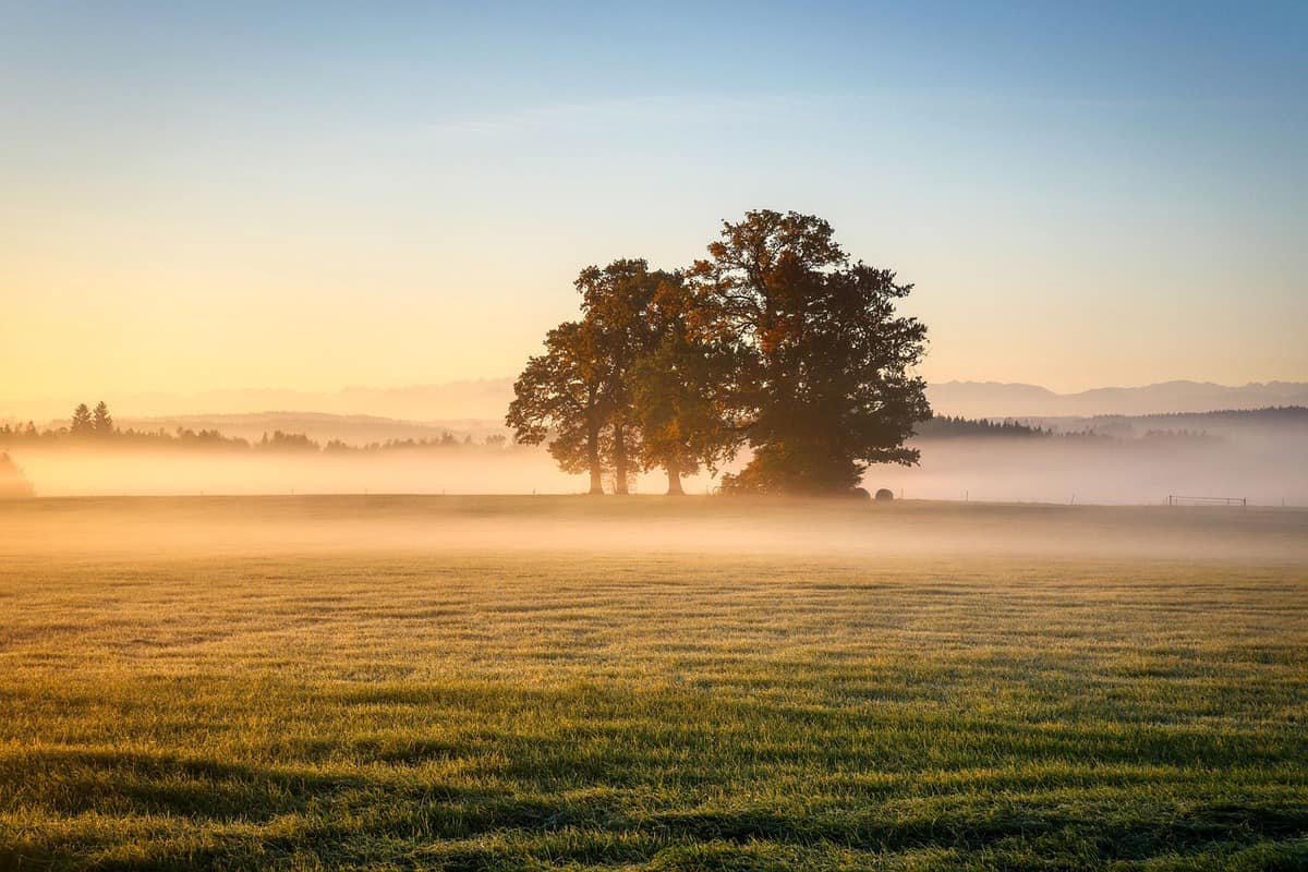 prato-alberi-nebbia