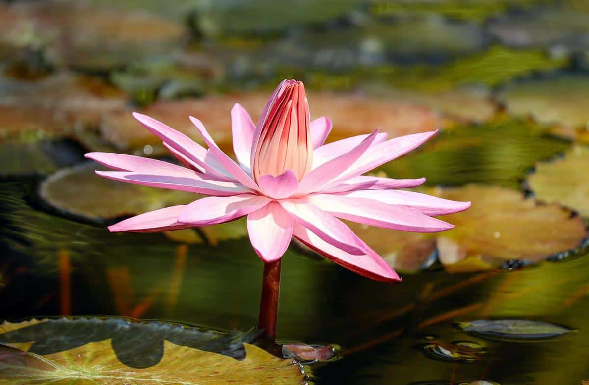 pink-lily-swamp