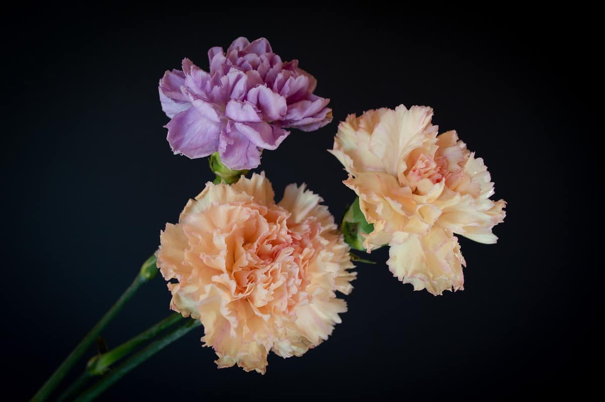 three-different-flowers