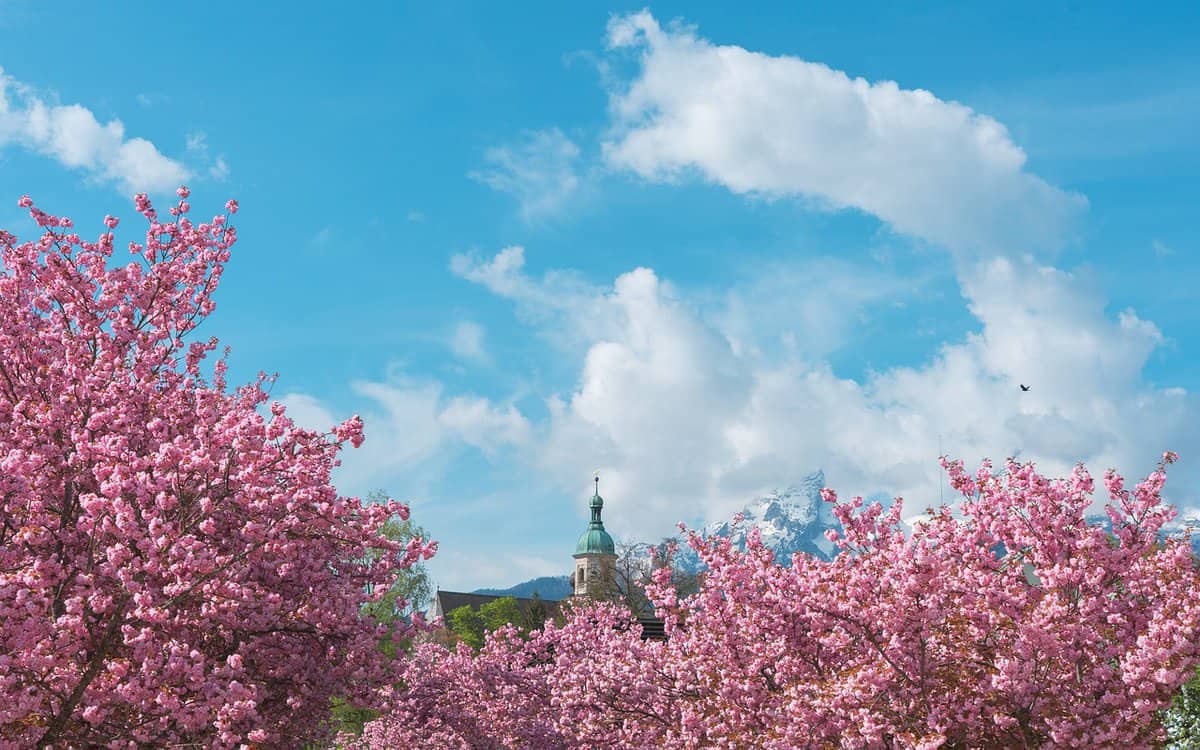 pink-flowers-sky