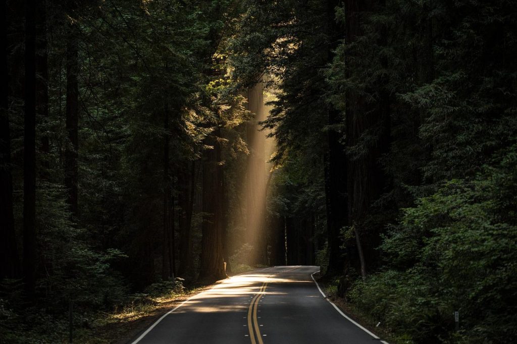 tráfico-carretera-bosque