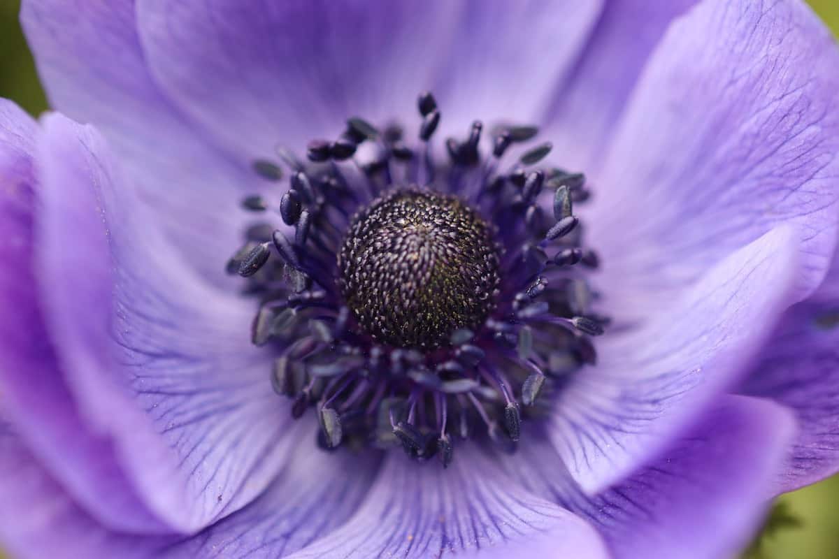 fiore aperto-viola