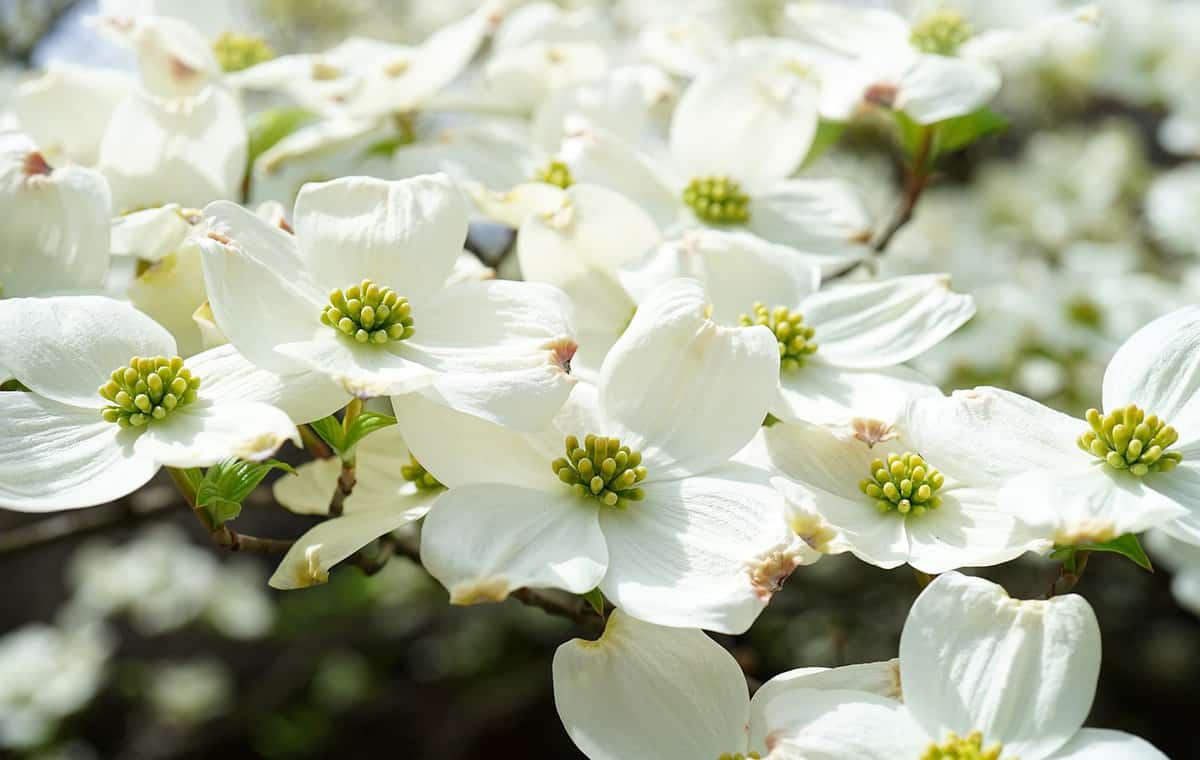 flores brancas em flor