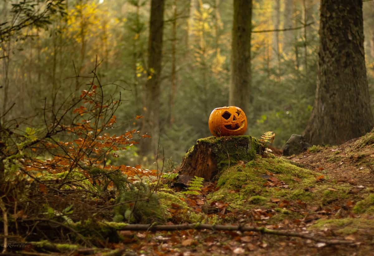 autums-forest-pumpkin
