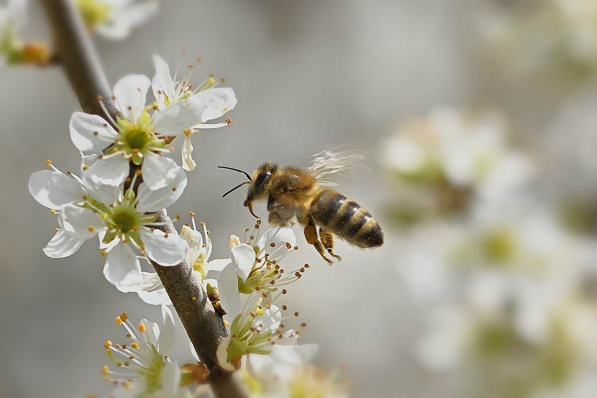 insect-buzzing-flying