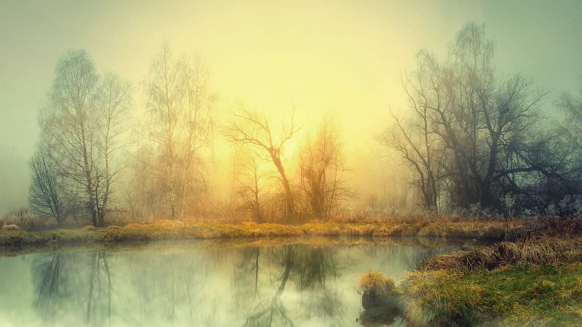 lago nebbioso-foresta