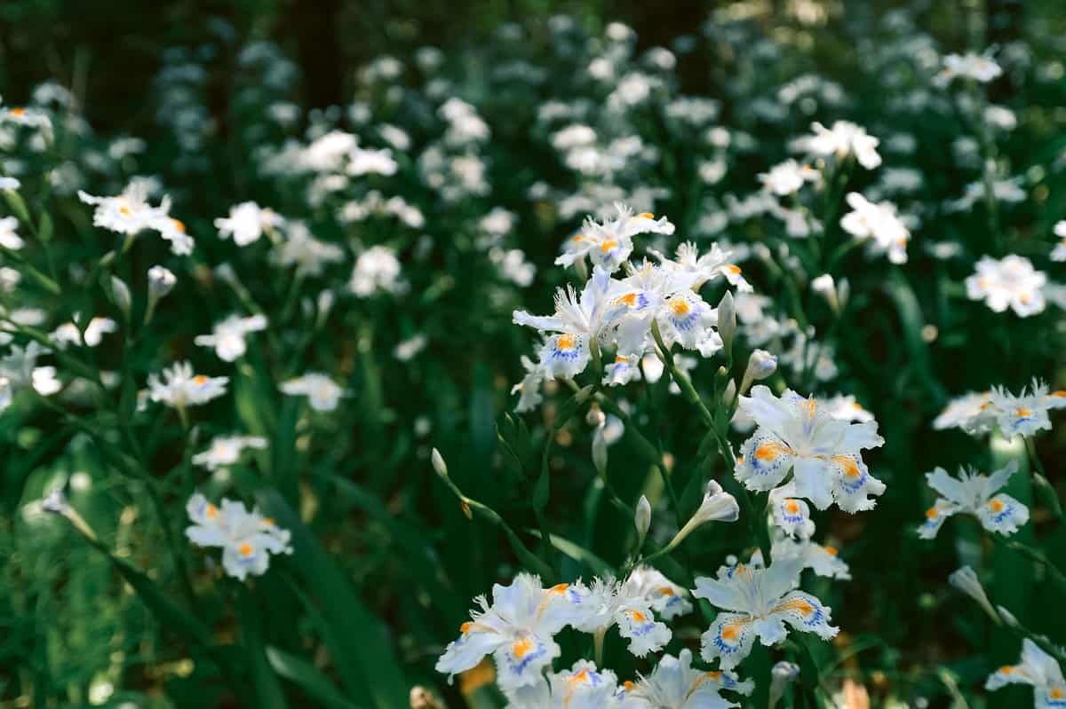 sinais da primavera