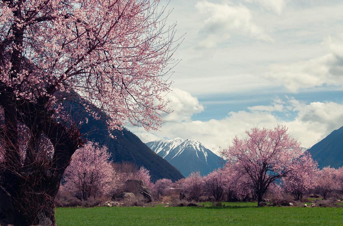 rosa-cerezo-flores