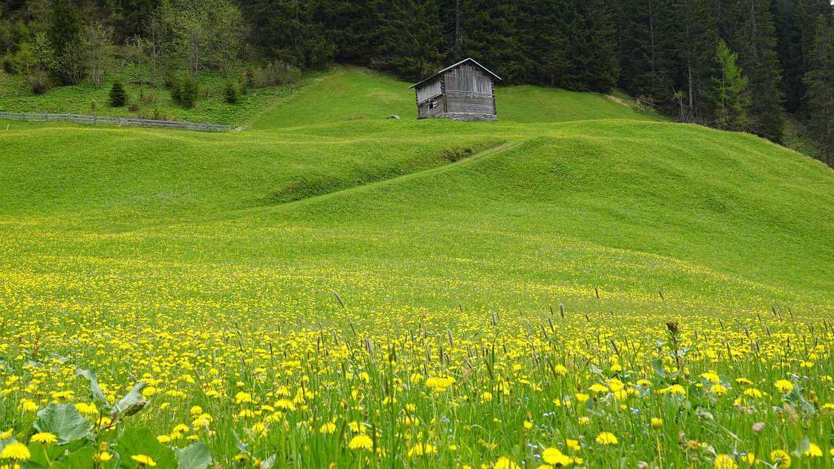 flores de pastagem verde