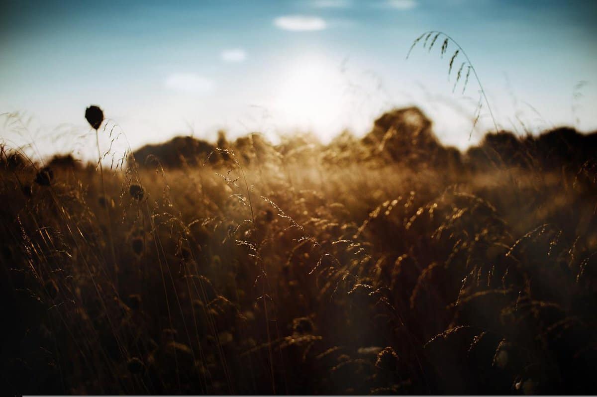 campo di grano