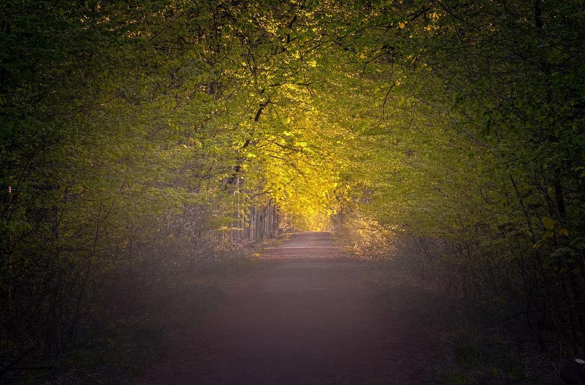 luz do caminho da floresta