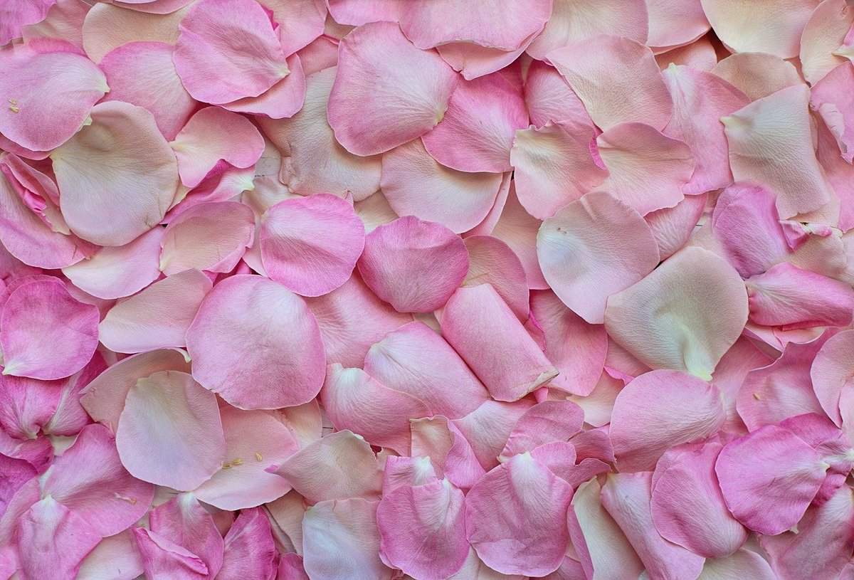 romance-love-petals