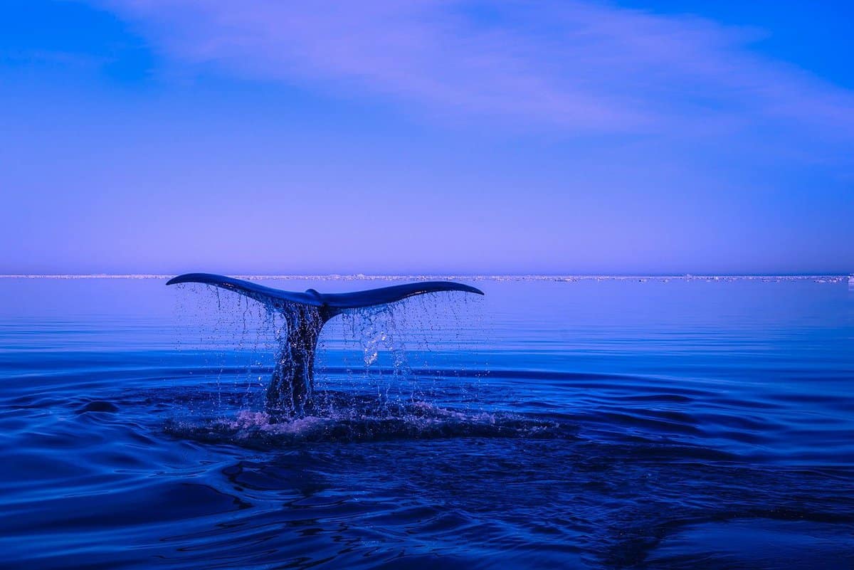 natação de criaturas marinhas