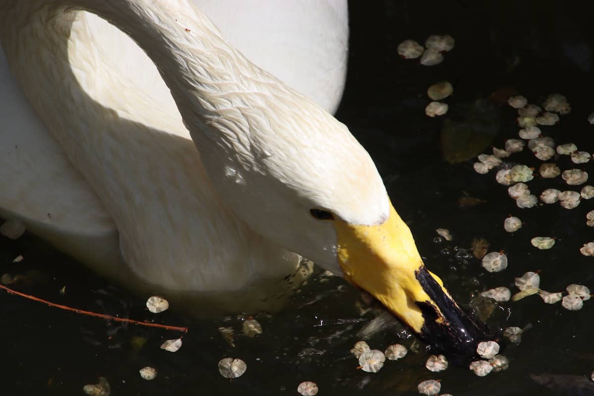 swan-bird-animal