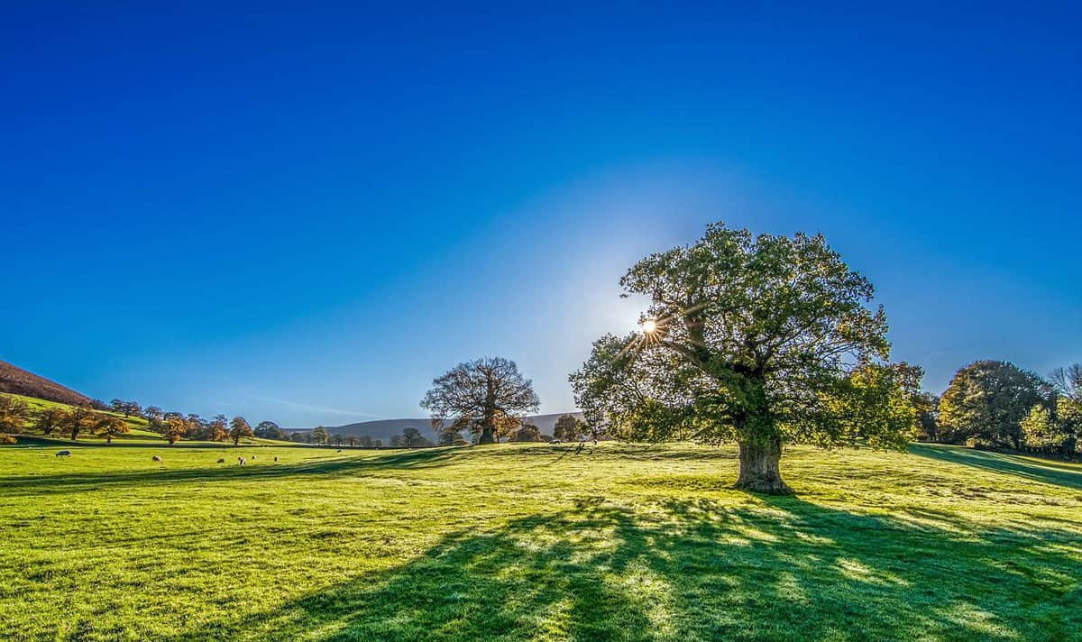 yellow-and-green