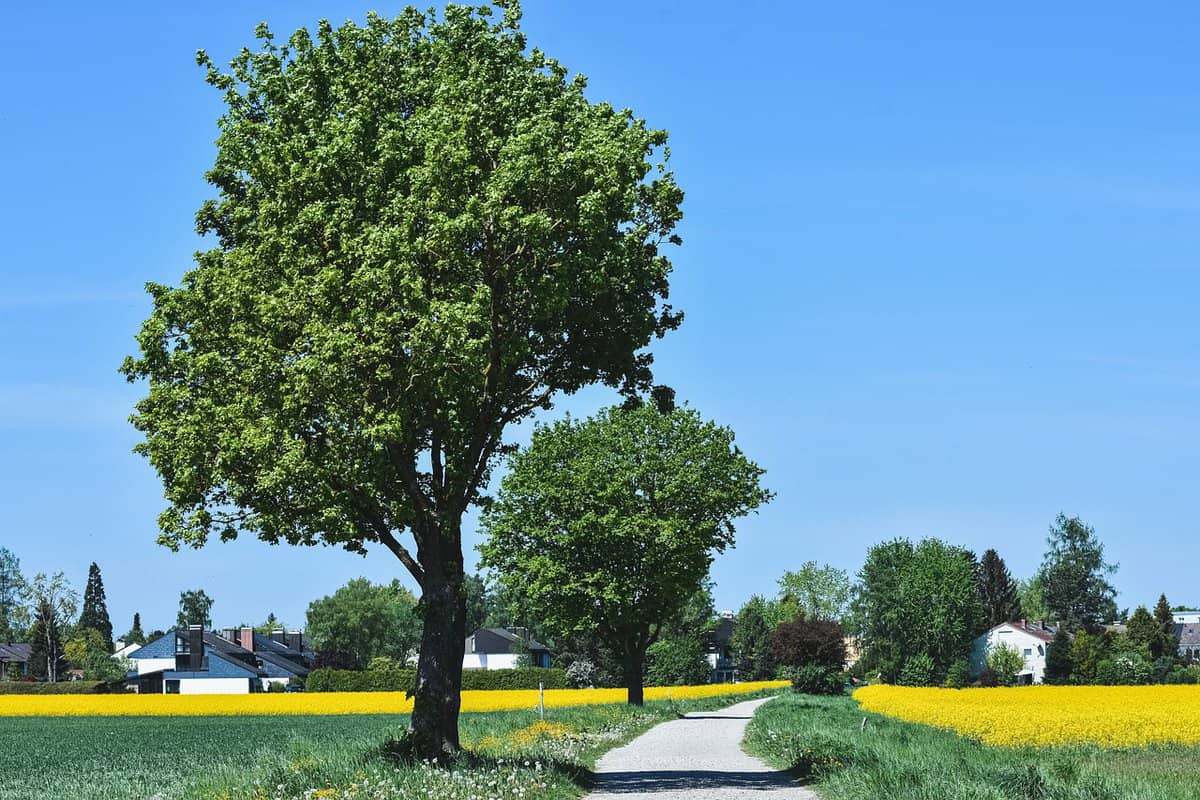 camino-naturaleza-amarillo