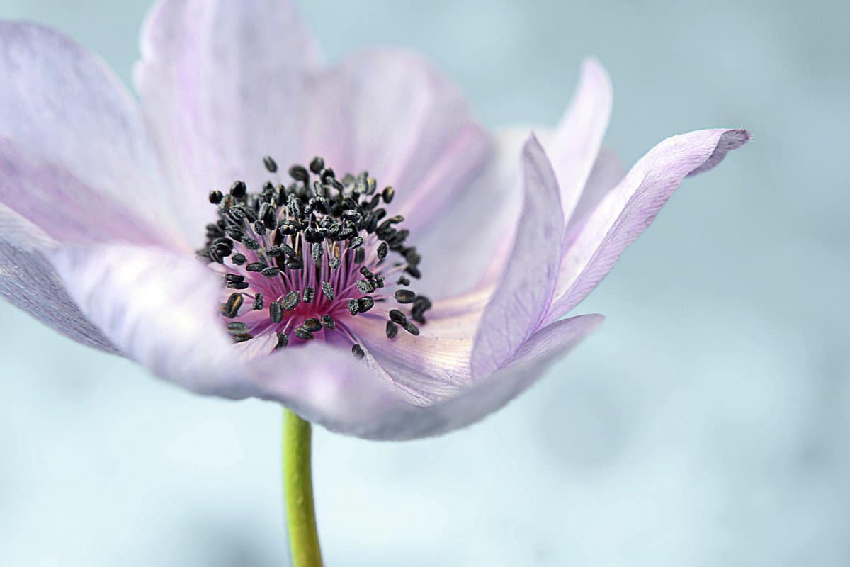 purple-flower-blossoming